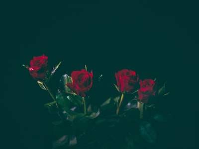 四个红玫瑰
